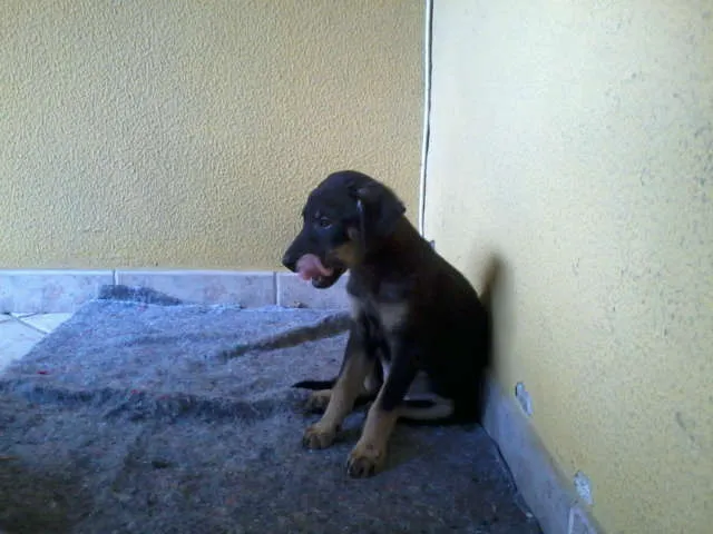 Cachorro raça SRD idade 2 a 6 meses nome Borrachinha
