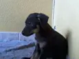 Borrachinha
