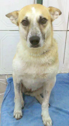 Cachorro ra a SRD idade 4 anos nome Nina