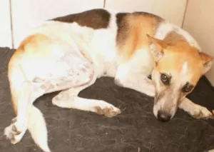 Cachorro raça SRD idade 4 anos nome Nina