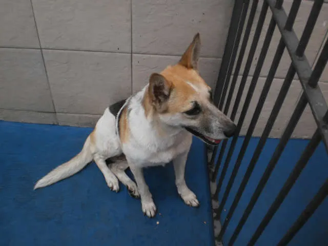Cachorro ra a SRD idade 4 anos nome Nina
