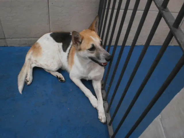 Cachorro ra a SRD idade 4 anos nome Nina