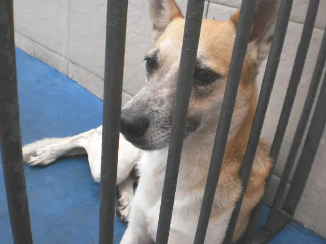Cachorro ra a SRD idade 4 anos nome Nina