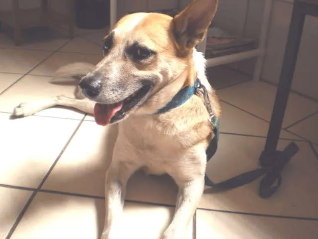 Cachorro ra a SRD idade 4 anos nome Nina