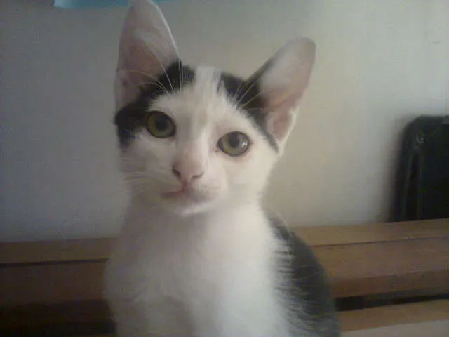 Gato ra a SRD idade 2 a 6 meses nome Belinha