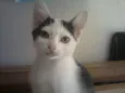 Belinha