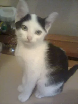 Gato raça SRD idade 2 a 6 meses nome Belinha