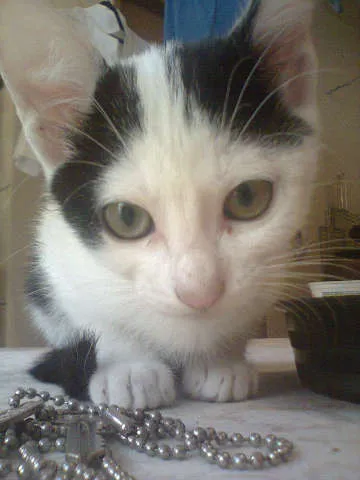 Gato ra a SRD idade 2 a 6 meses nome Belinha