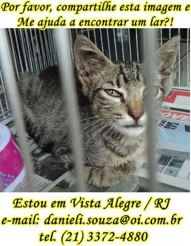 Gato ra a SRD idade 2 a 6 meses nome Flor