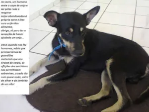 Cachorro raça SRD idade 3 anos nome Duke