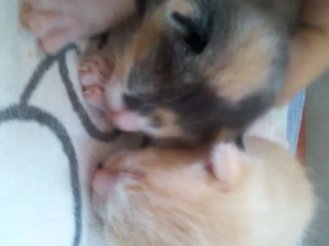 Gato ra a SRD idade Abaixo de 2 meses nome nenhum