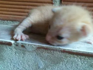 Gato raça SRD idade Abaixo de 2 meses nome nenhum