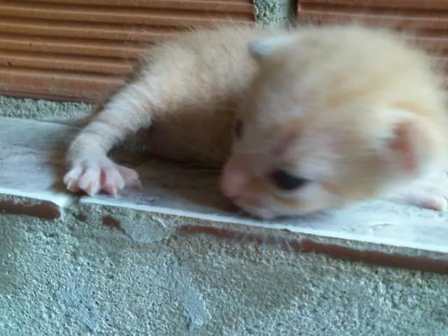 Gato ra a SRD idade Abaixo de 2 meses nome nenhum