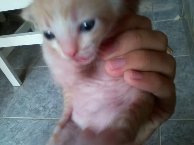 Gato ra a SRD idade Abaixo de 2 meses nome nenhum