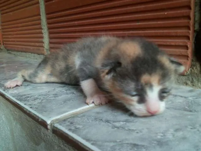 Gato ra a SRD idade Abaixo de 2 meses nome nenhum