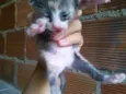 nenhum
