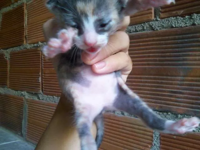 Gato ra a SRD idade Abaixo de 2 meses nome nenhum