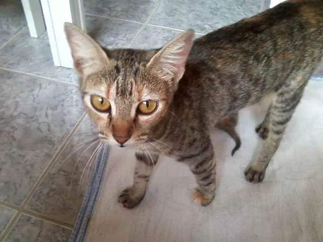 Gato ra a SRD idade Abaixo de 2 meses nome nenhum