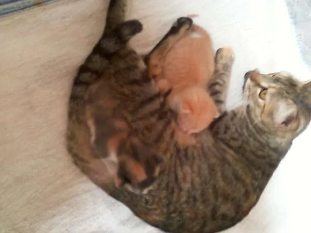 Gato ra a SRD idade Abaixo de 2 meses nome nenhum