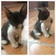 Pintoso, Belinha, M