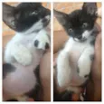 Pintoso, Belinha, M