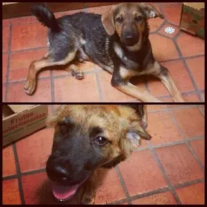 Cachorro raça vira-lata idade 2 a 6 meses nome Joca