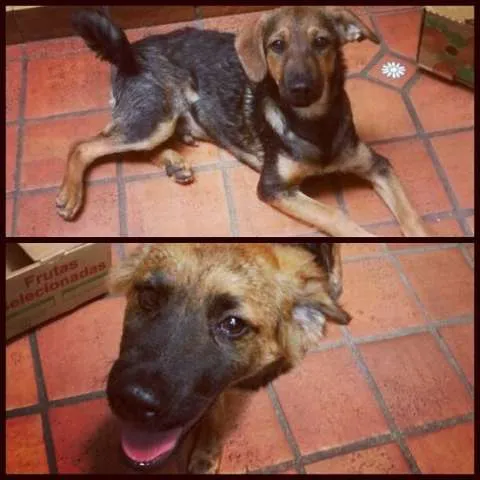 Cachorro ra a vira-lata idade 2 a 6 meses nome Joca