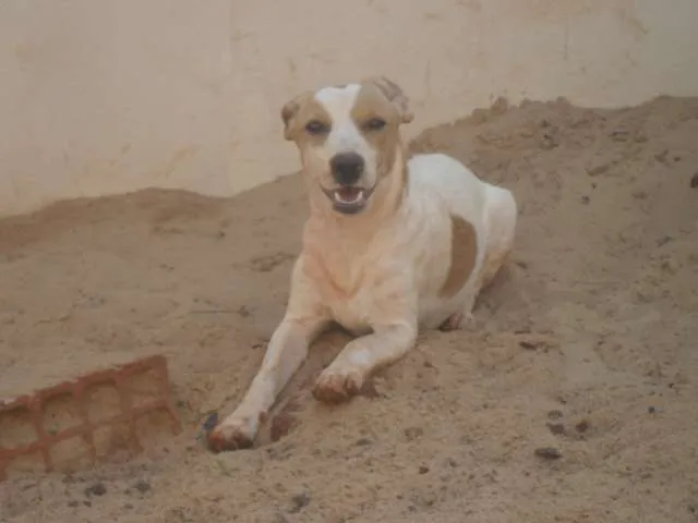 Cachorro ra a vira lata idade 1 ano nome aurora