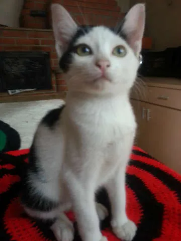 Gato ra a SRD idade 2 a 6 meses nome Belinha