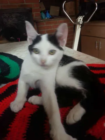 Gato ra a SRD idade 2 a 6 meses nome Belinha