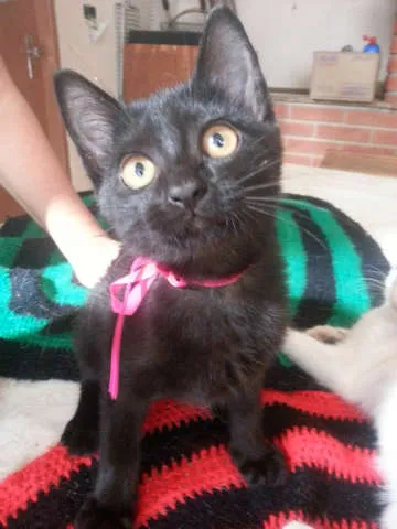 Gato ra a SRD idade 2 a 6 meses nome Pati