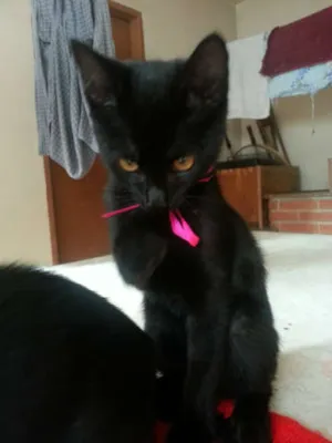 Gato raça SRD idade 2 a 6 meses nome Pati