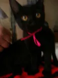 Pati