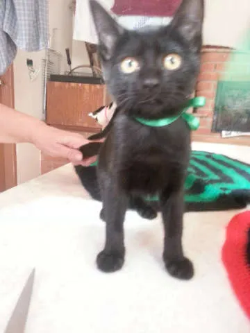 Gato ra a SRD idade 2 a 6 meses nome Ted