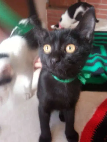 Gato ra a SRD idade 2 a 6 meses nome Ted