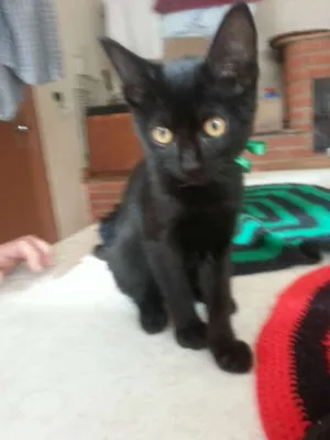 Gato raça SRD idade 2 a 6 meses nome Frida