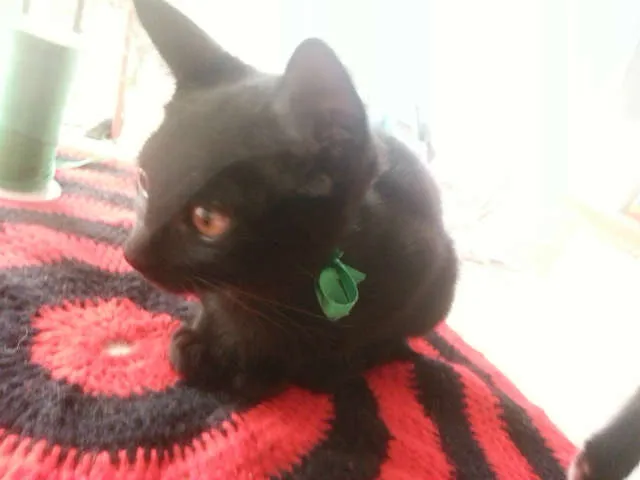 Gato ra a SRD idade 2 a 6 meses nome Frida