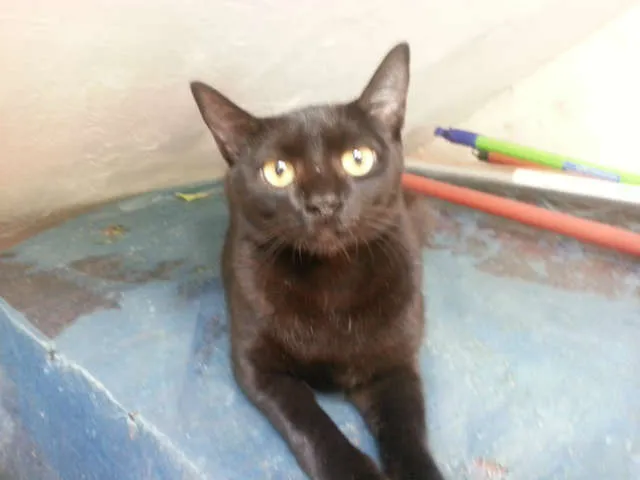 Gato ra a SRD idade 7 a 11 meses nome Fiona