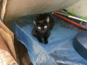 Gato raça SRD idade 7 a 11 meses nome Fiona