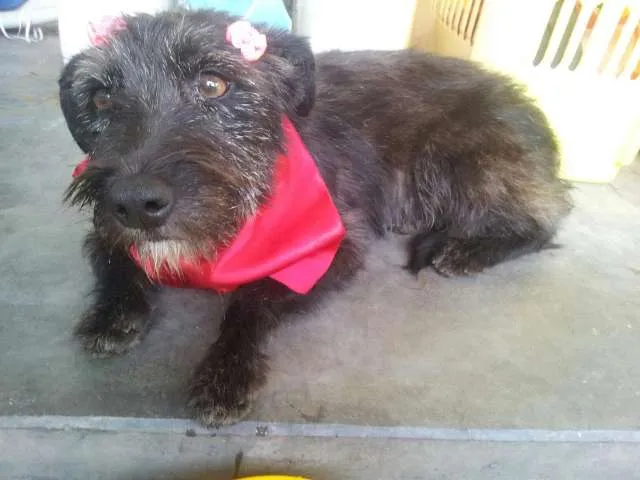 Cachorro ra a SRD idade 2 anos nome Bisonha