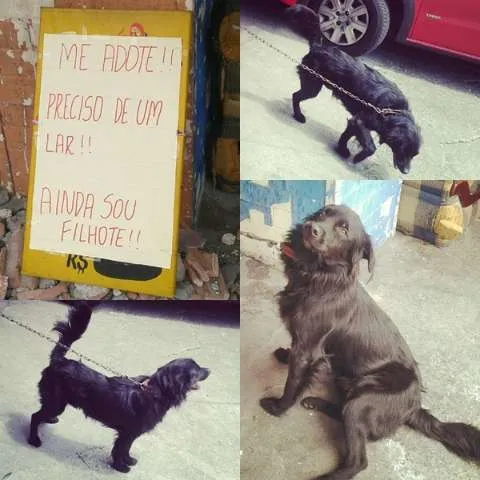 Cachorro ra a  idade  nome fofinhos