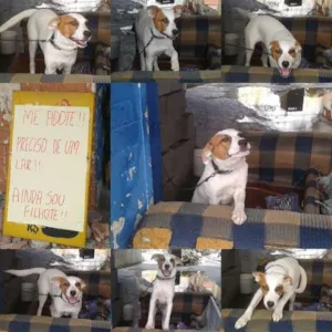 Cachorro raça  idade  nome fofinhos