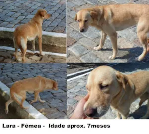 Cachorro raça Mestiça Labrador idade 7 a 11 meses nome Lara