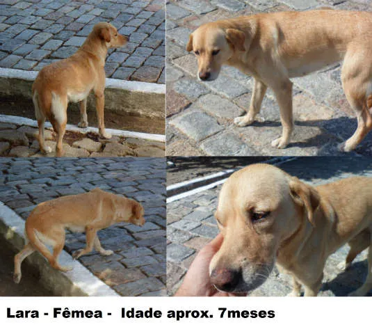 Cachorro ra a Mestiça Labrador idade 7 a 11 meses nome Lara