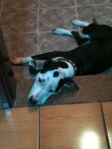 Cachorro ra a Pit-Bull idade 1 ano nome Morena