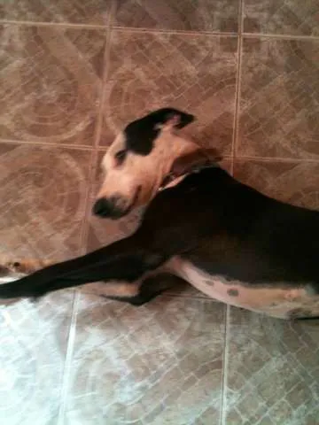 Cachorro ra a Pit-Bull idade 1 ano nome Morena