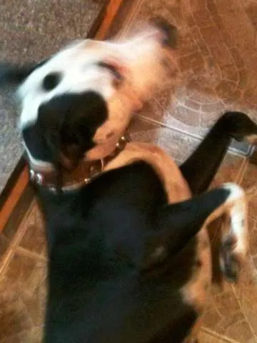 Cachorro ra a Pit-Bull idade 1 ano nome Morena