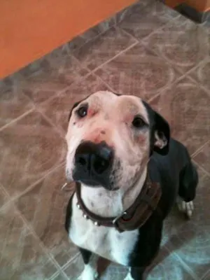 Cachorro raça Pit-Bull idade 1 ano nome Morena