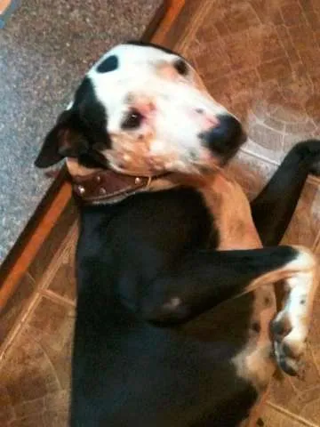 Cachorro ra a Pit-Bull idade 1 ano nome Morena