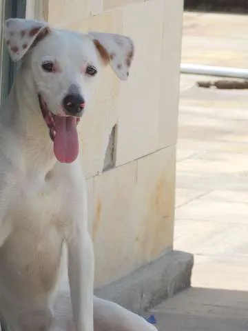 Cachorro ra a Vira-Lata idade 1 ano nome Beto